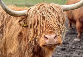 Discovering the Beauty of the Scottish Highlands on my Highland Adventure