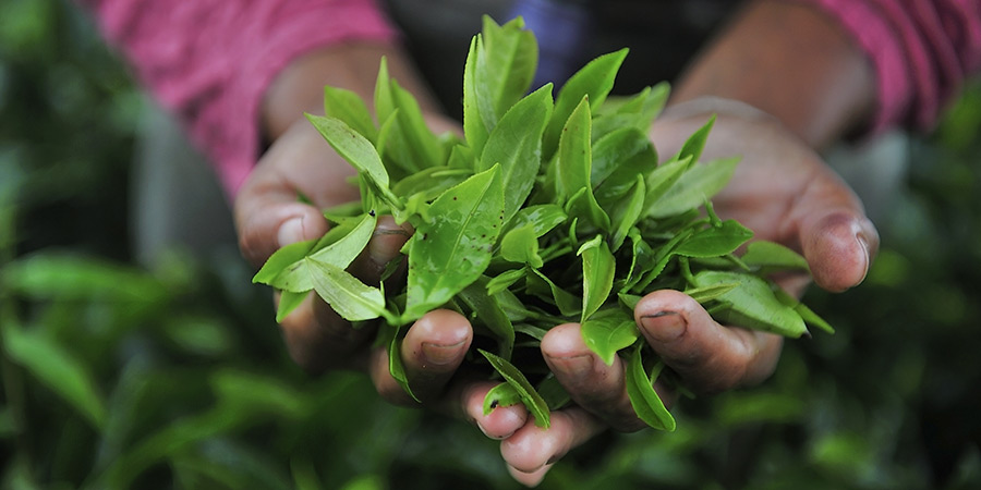 Tasting authentic tea in Darjeeling and Thimphu